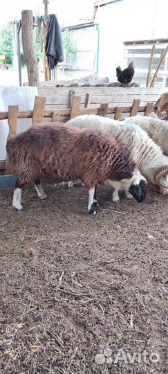 Курдючные бараны овцы
