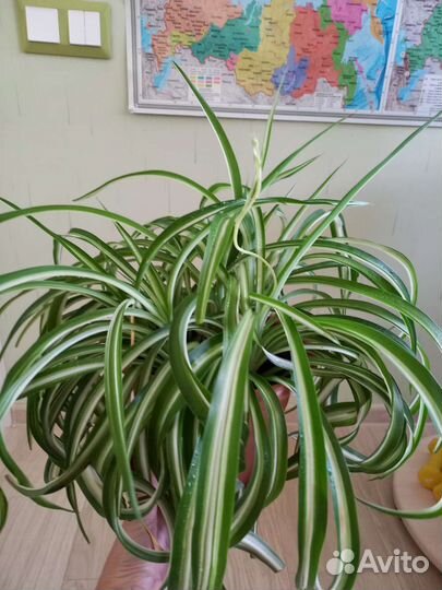 Хлорофитум кудрявый, пеперомия