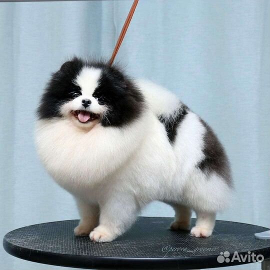 Померанские и малые шпицы от питомника. Выбор