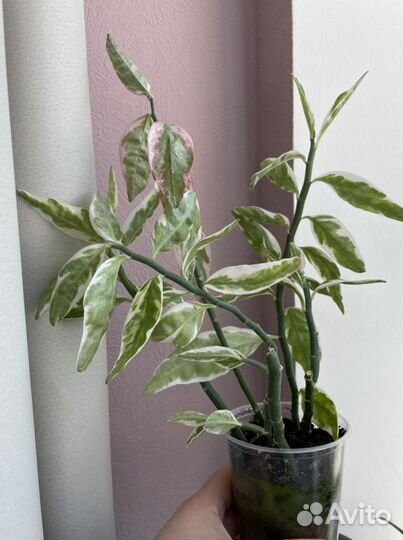 Растение Педилантус