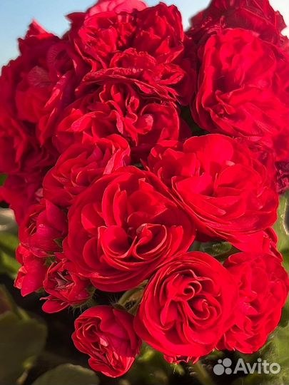 Пеларгония герань