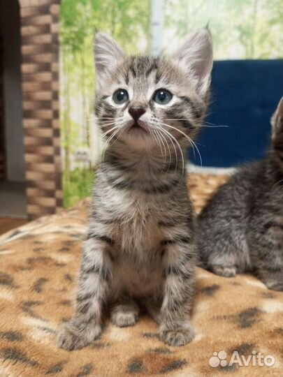 Отдам котят