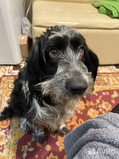 Русский спаниель