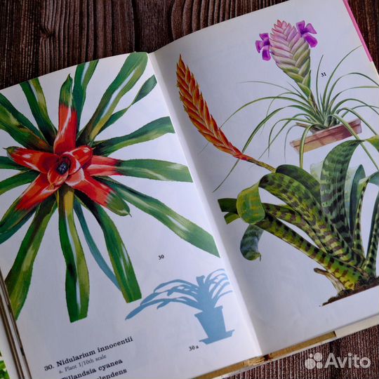 The Pocket Encyclopedia of Indoor Plants in Colour