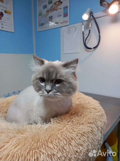 Стрижка кошек и собак