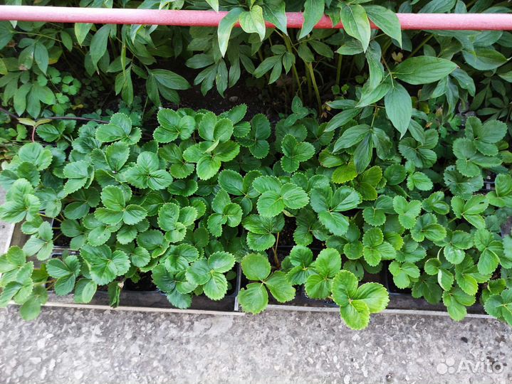 Саженцы клубники