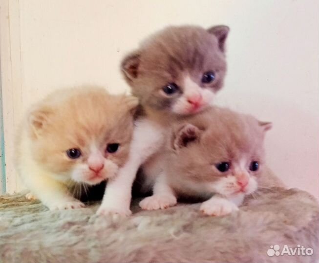 Настоящие шотландские/шиншила котята