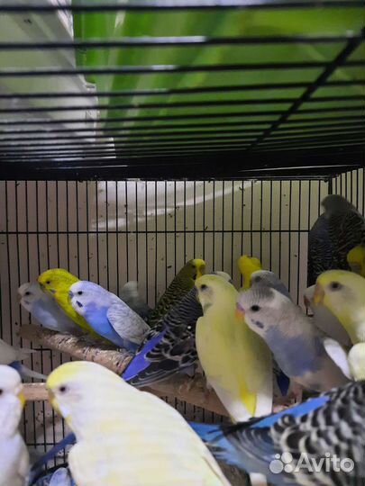 Волнистые попугаи