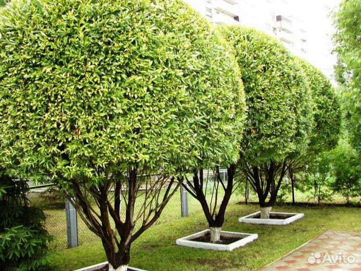 Ива шаровидная,ломкая