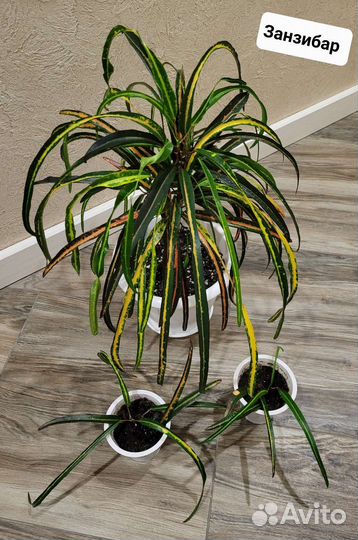 Кротоны разные