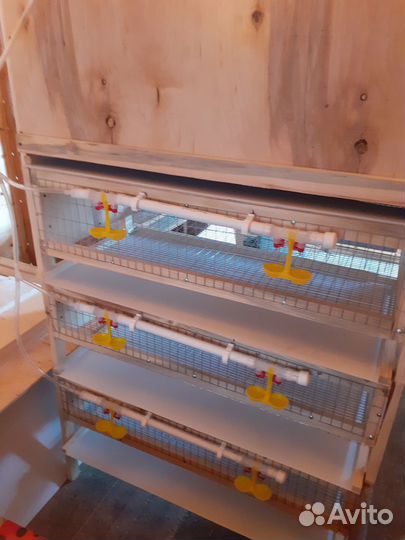 Мини ферма для перепелов