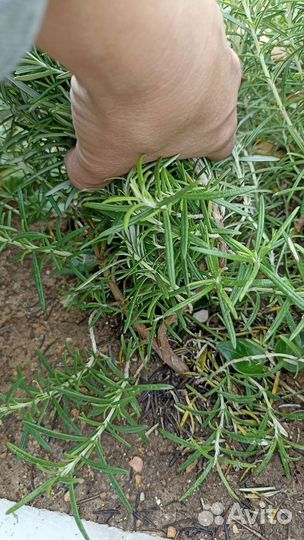 Розмарин кусты