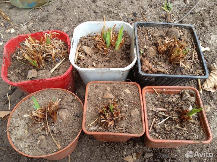 Ирис сибирский