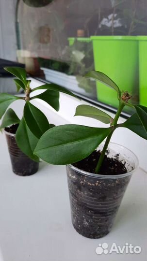 Эсхинантус