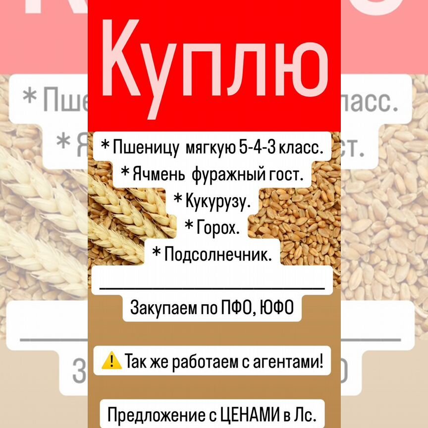 Пшеница ячмень кукуруза