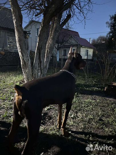 Доберман для вязки