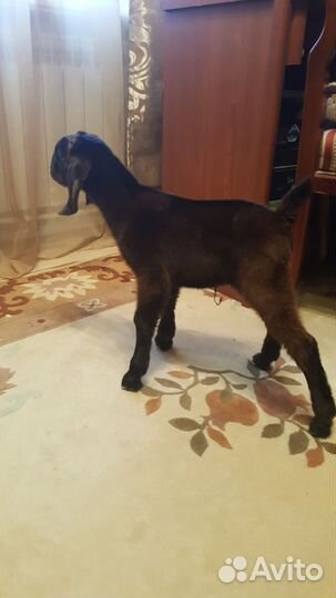 Козлята шами