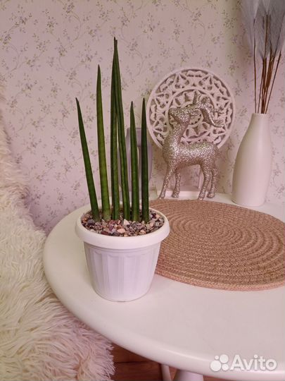 Кактусы и суккуленты