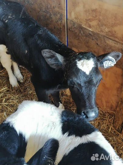 Бычки телочки