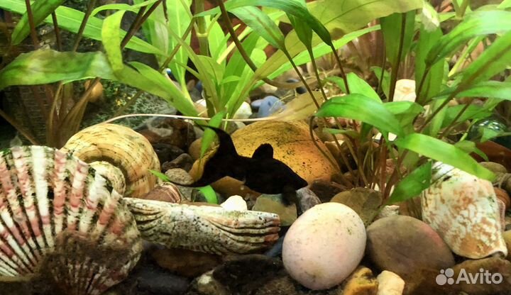 Аквариумные рыбки