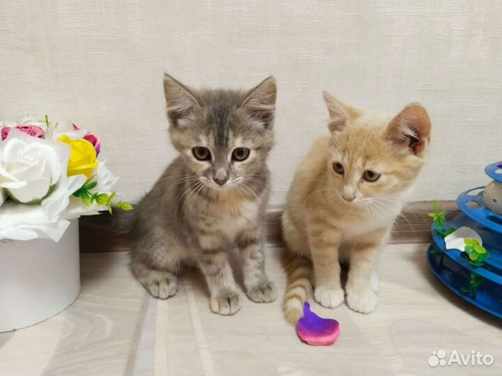 Кошка в дар бесплатно