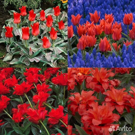 Тюльпаны махровые, попугайные, ботанические