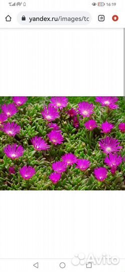 Пеларгония герань, фикусы