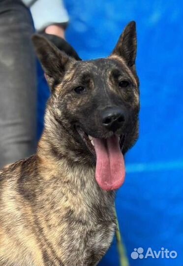 Собака из приюта