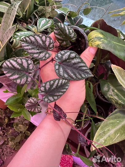 Комнатные растения часть 3