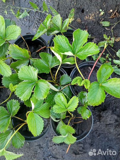 Клубника садовая