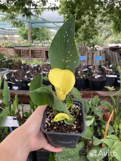Калла в горшке цветущая