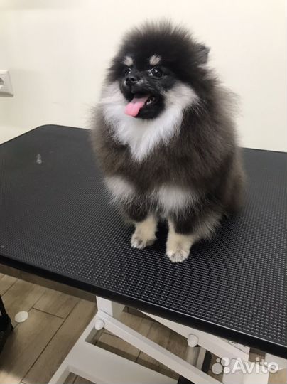 Груминг собак и кошек