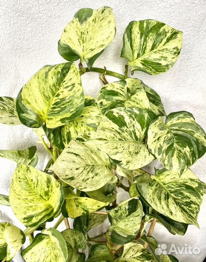 Эпипремнум марбл эппл (marble apple)