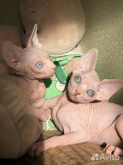 Разноглазый канадский сфинкс