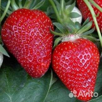 Саженцы ранней крупноплодной клубники