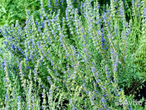 Иссоп растение с корнями