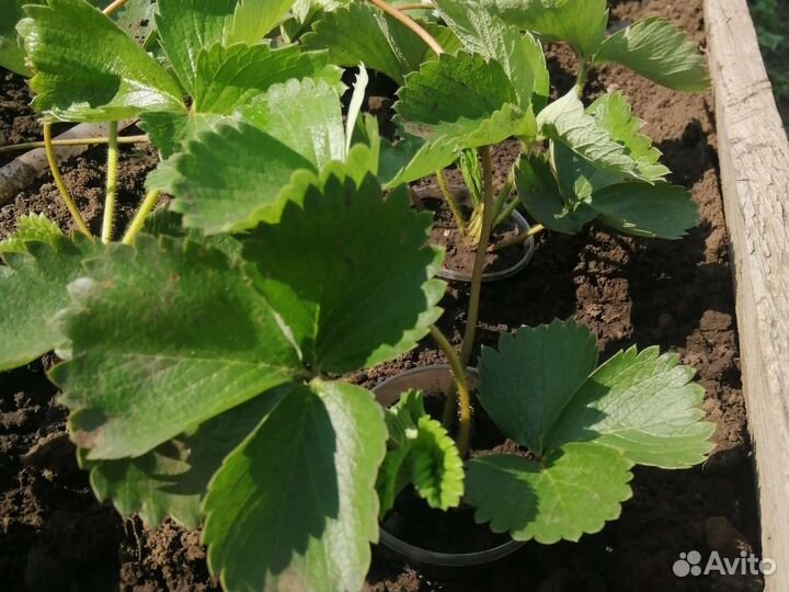 Рассада клубники