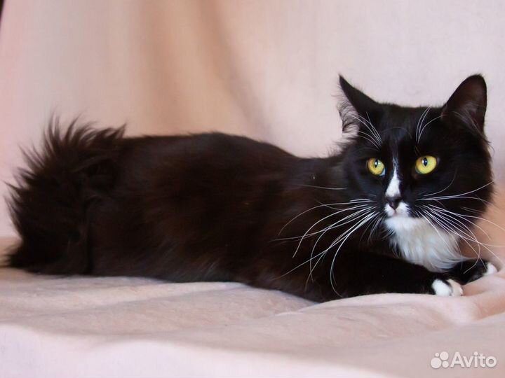 Кот Пушистень, 2 года