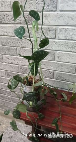 Лианы, эпипремнумы