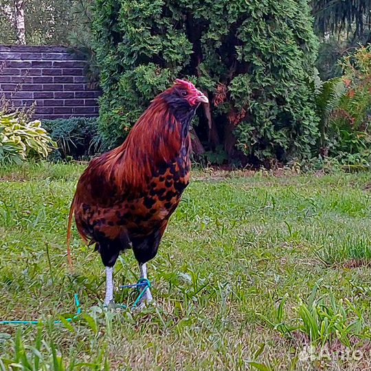 Петух Эйленбарт