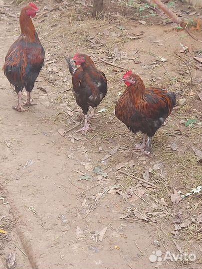 Мараны чёрно-медные Франция(импорт)