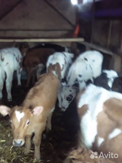 Бычки и телята