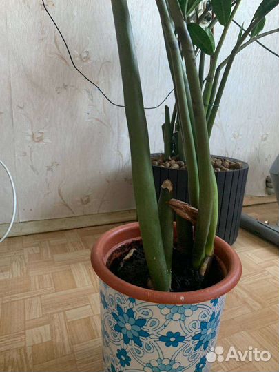 Замиокулькас