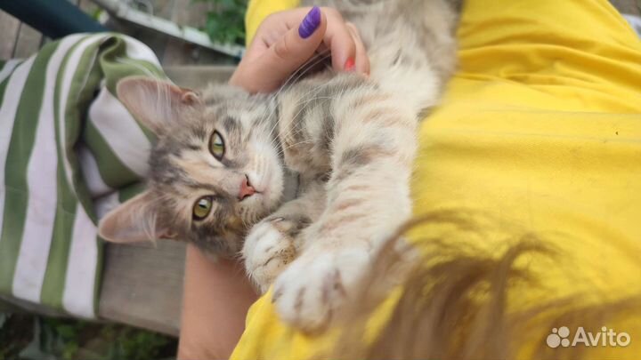 Котенок