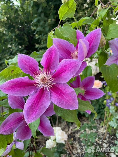 Семена клематиса