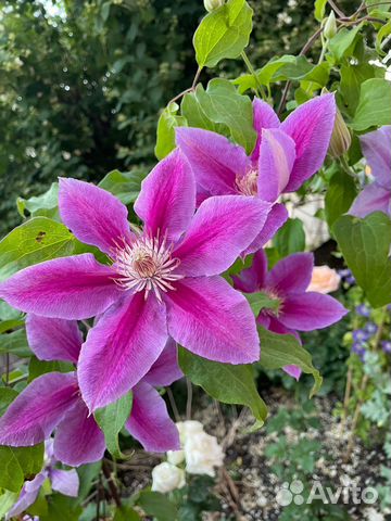 Семена клематиса