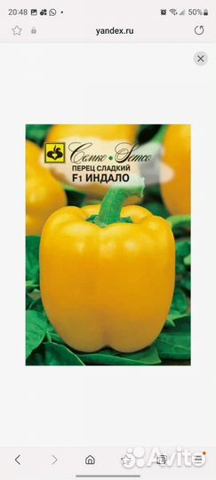 Рассада сладкого перца