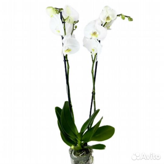 Орхидея фаленопсис — 2 ствола, красота и изящество
