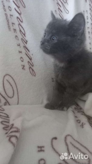 Кошка в дар бесплатно