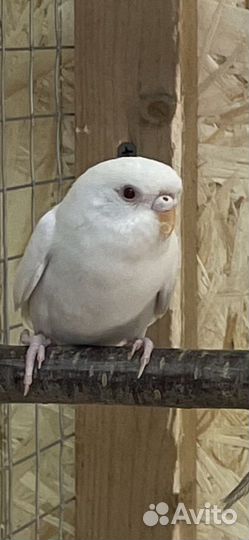 Домашние животные птицы оптом и в розницу